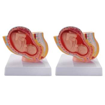 2X Ľudských Tehotenstva, Vývoj Plodu 9. Mesiac Embryonálnych Panvového Model Plodu Plod Tehotenstva Anatómie Placenta Model