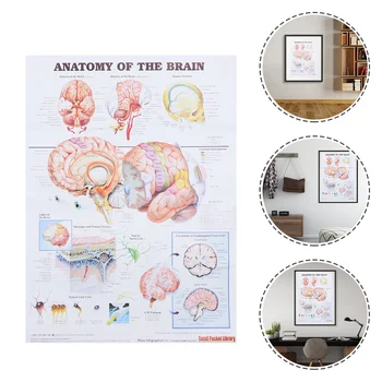 Analýza Plagát Ľudského Mozgu Anatomické Frameless Nástenné Plátno Anatómie Výučby Graf