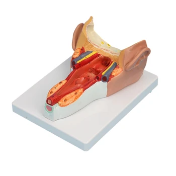 Anatomické Hltana Model pre Lekársky Výskum, Štúdium, Život Veľkosť