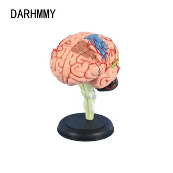 DARHMMY 4D Lekárske Vymeniteľné Model Zostavený Model Štruktúry Mozgu Anatómie Mozgu Model Anatómie Lekárskej učebná pomôcka
